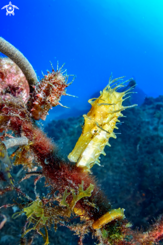 A seahorse