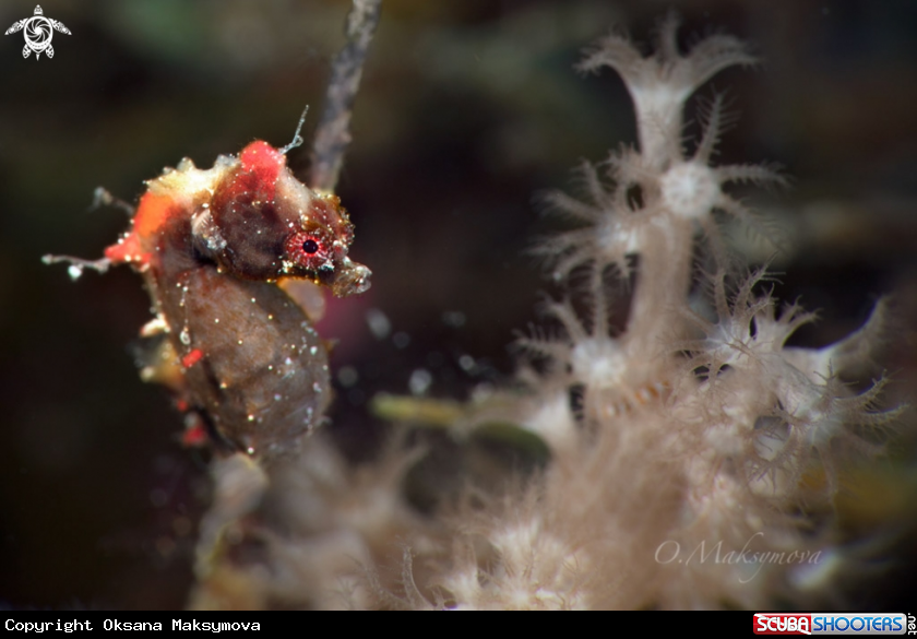 A Pontoh's pygmy seahorse (Hippocampus pontohi) 