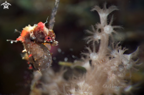 A Pontoh's pygmy seahorse (Hippocampus pontohi) 