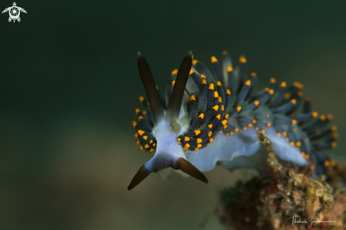 A Nudibranch 