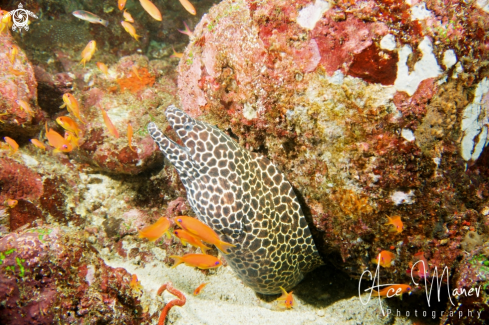 A Honeycomb Moray Eel