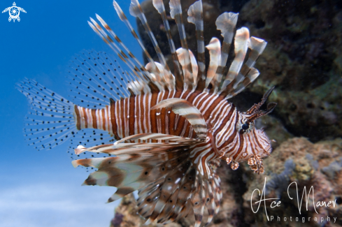 A Lionfish