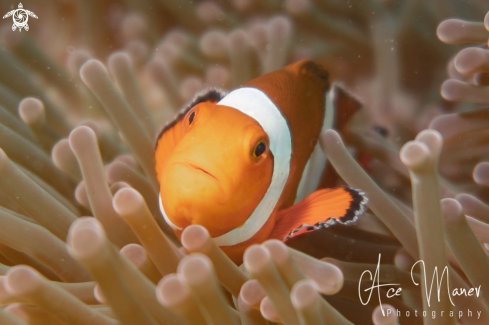 A Anemone Fish