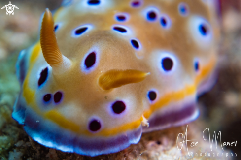 A Nudibranch