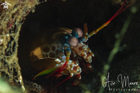 A Mantis Shrimp