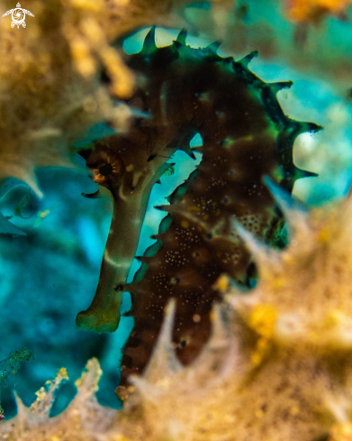 A Thorny Seahorse