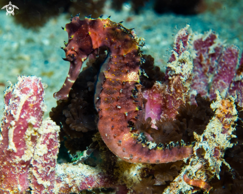 A Hippocampus Histrix | Thorny Seahorse