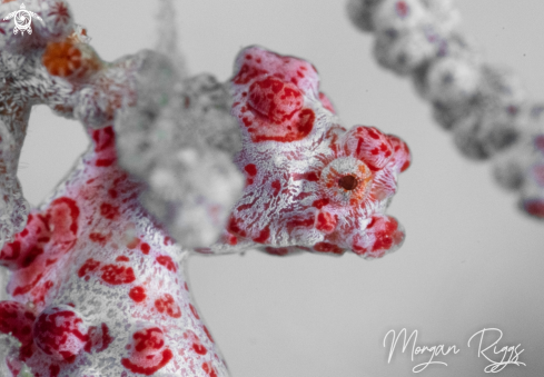 A Pygmy Seahorse