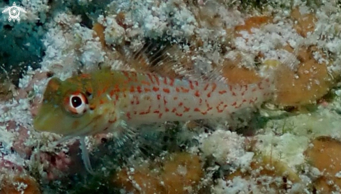 A ? Saddle Blenny