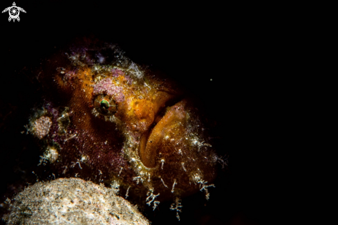 A Nudiantennarius subteres