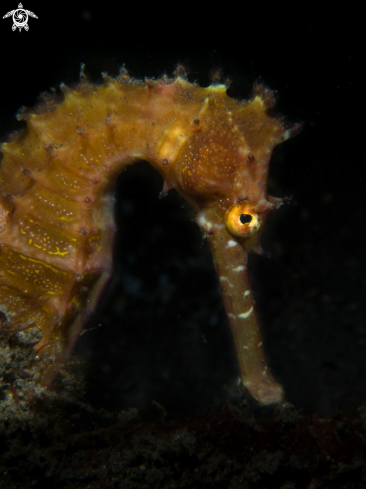 A Thorny Seahorse