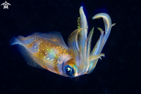 A Bigfin reef squid