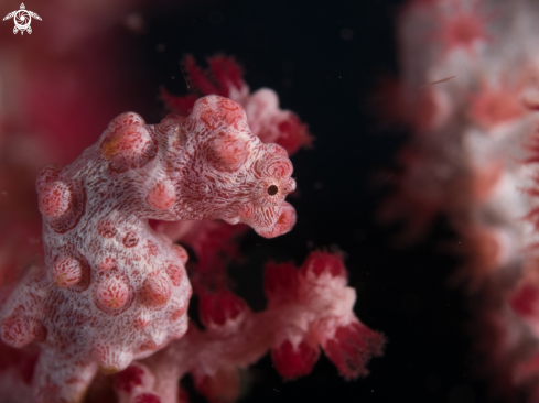 A pygmy seahorses