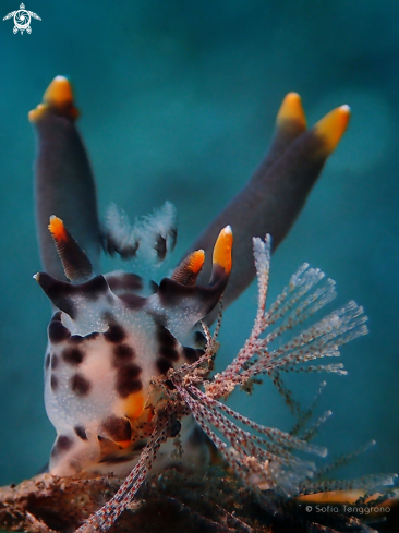 A Techacera picta | Nudibranch