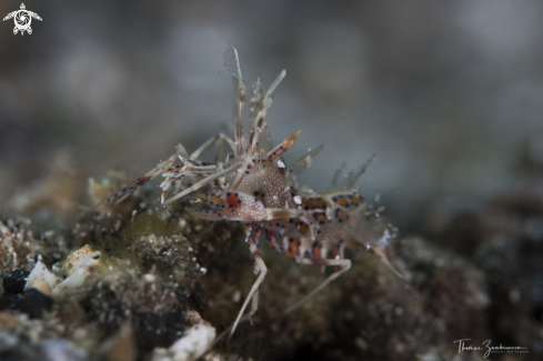 A Tiger Shrimp