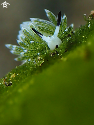 A Costasiella usagi | Nudibranch