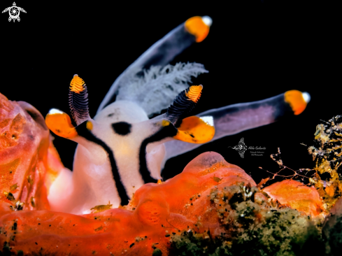 A Pikachu Nudibranch