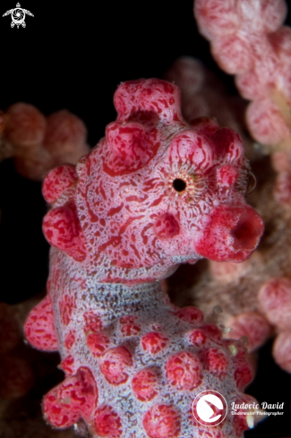 A Pygmy Seahorse