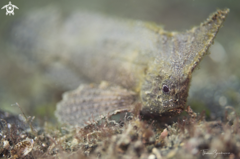 A Spiny Waspfish 