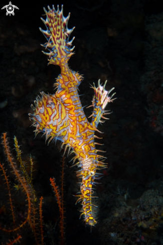 A Ornate ghost pipefish