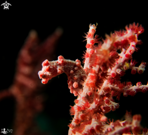 A Hippocampus bargibanti | Bargibant´s seahorse