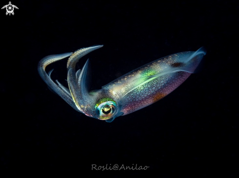 A Juvenile reef squid