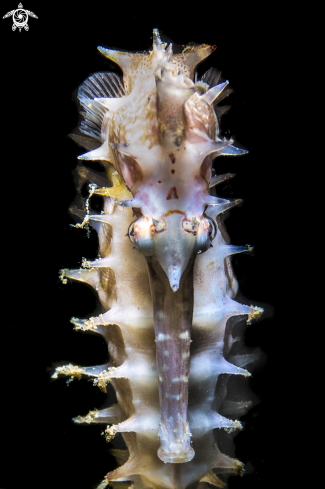 A Spiny seahorse