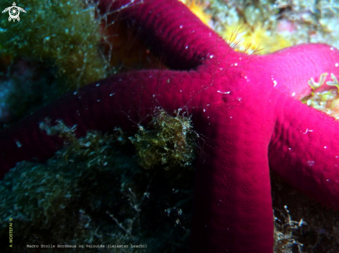 A underwater creature