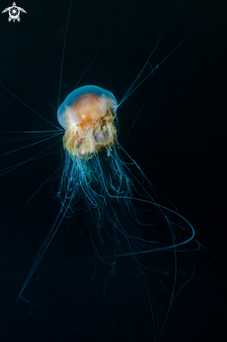 A Lion's mane jellyfish