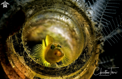 A Lubricogobius exiguus | Yellow pigmy goby