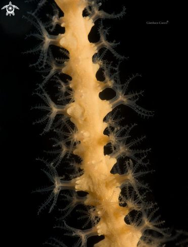 A Yellow Gorgonia,Gorgonia gialla