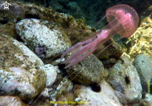 A underwater creature