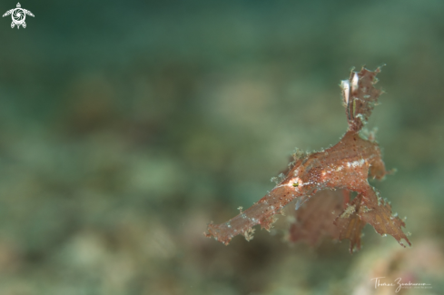 A Ghostpipefish 