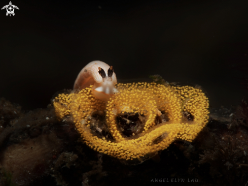 A Tiny nudi with eggs