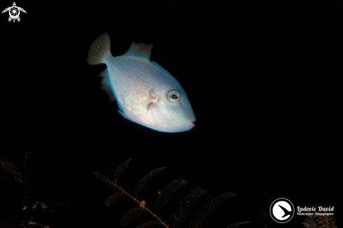 A Odonus niger (Juvenile) | Red-toothed Triggerfish
