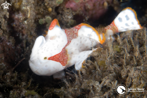 A Warty Frogfish