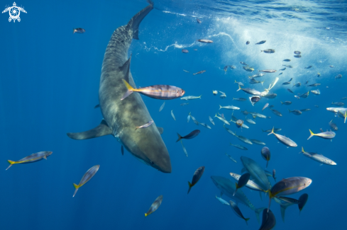 A Carcharodon carcharias | Great White Shark