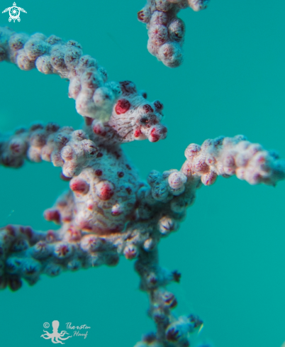 A Gorgonian Seahorse