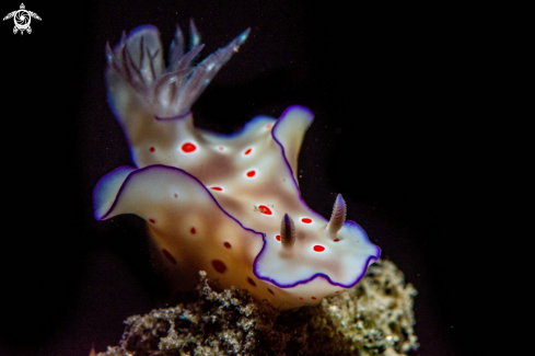 A Ceratosoma tenue