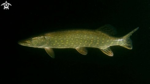 A pike