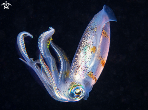 A Bigfin reef squid