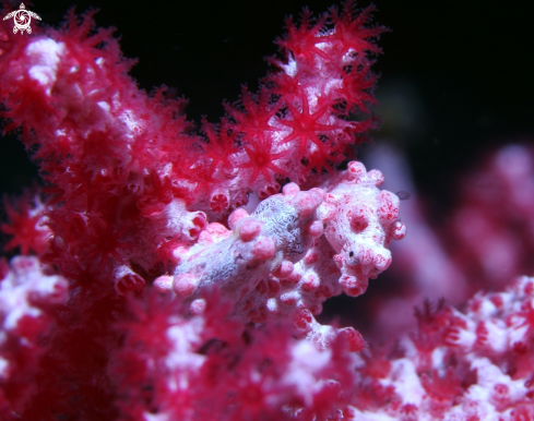 A Hippocampus bargibanti | Pygmy seahorse