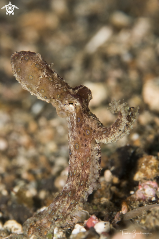 A Bluering Octopus 