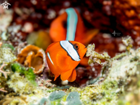 A Clownfish