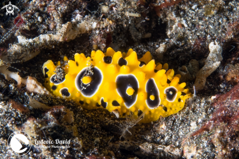 A Phyllidia ocellata | Ocellated Phyllidia Nudibranch