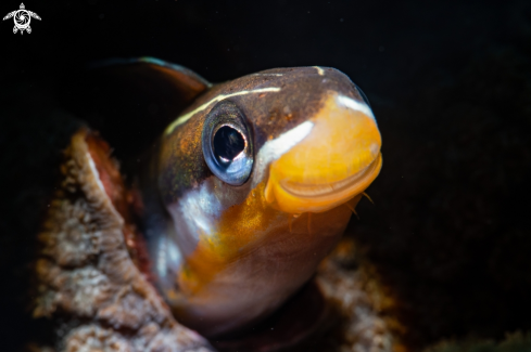 A Fangblenny