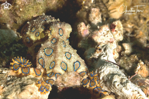 A Hapalochlaena lunulata | Blue ringed octopus