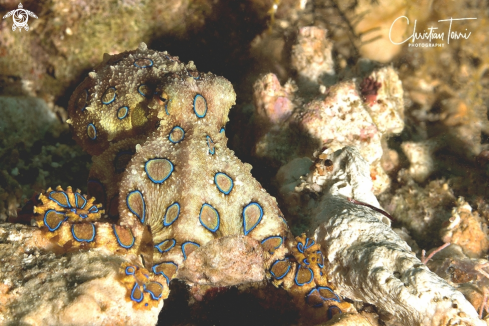 A Blue ringed octopus