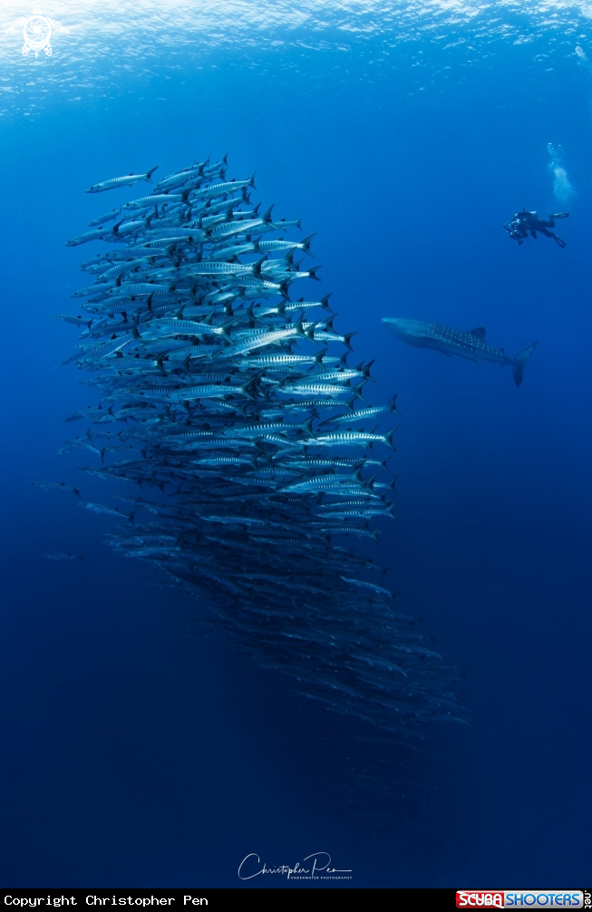 A School of Barracudas, a Whale Shark, and a Diver