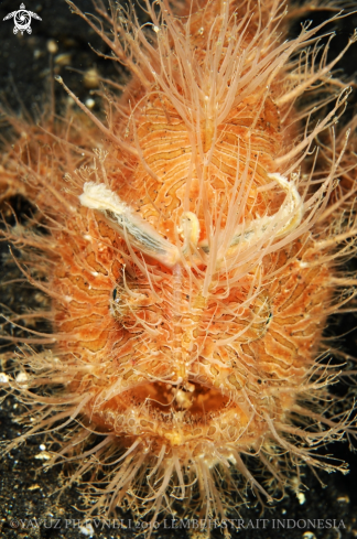 A Hairy frogfish